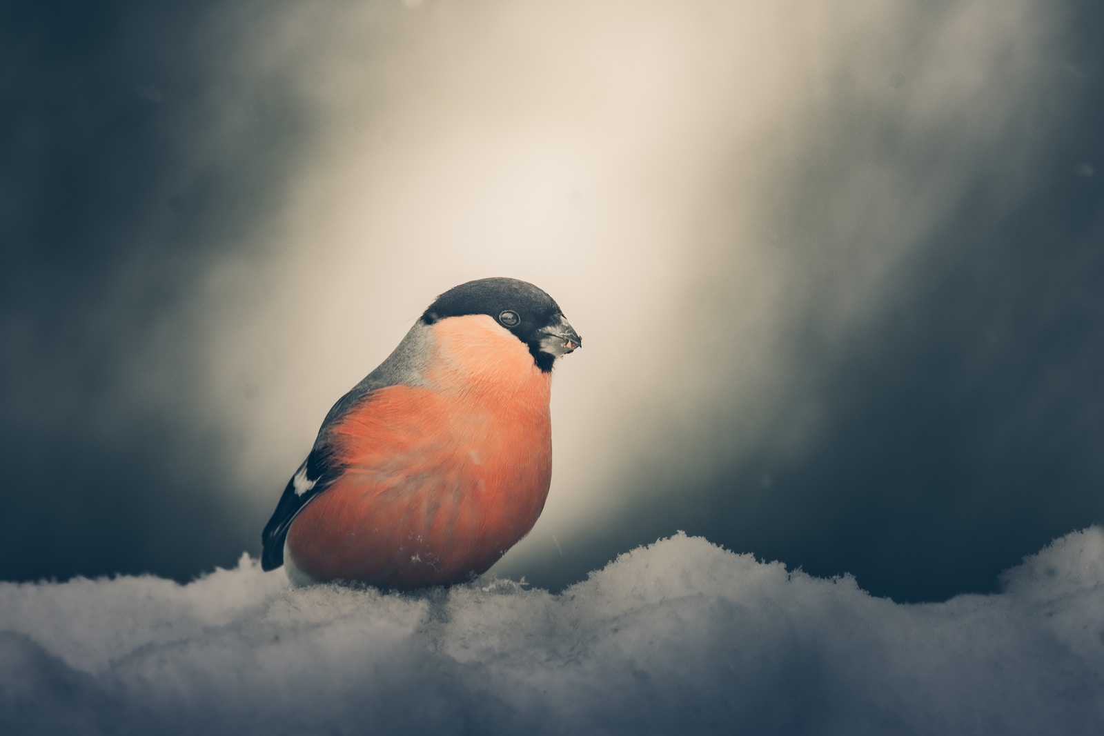a small bird sitting on top of snow covered ground